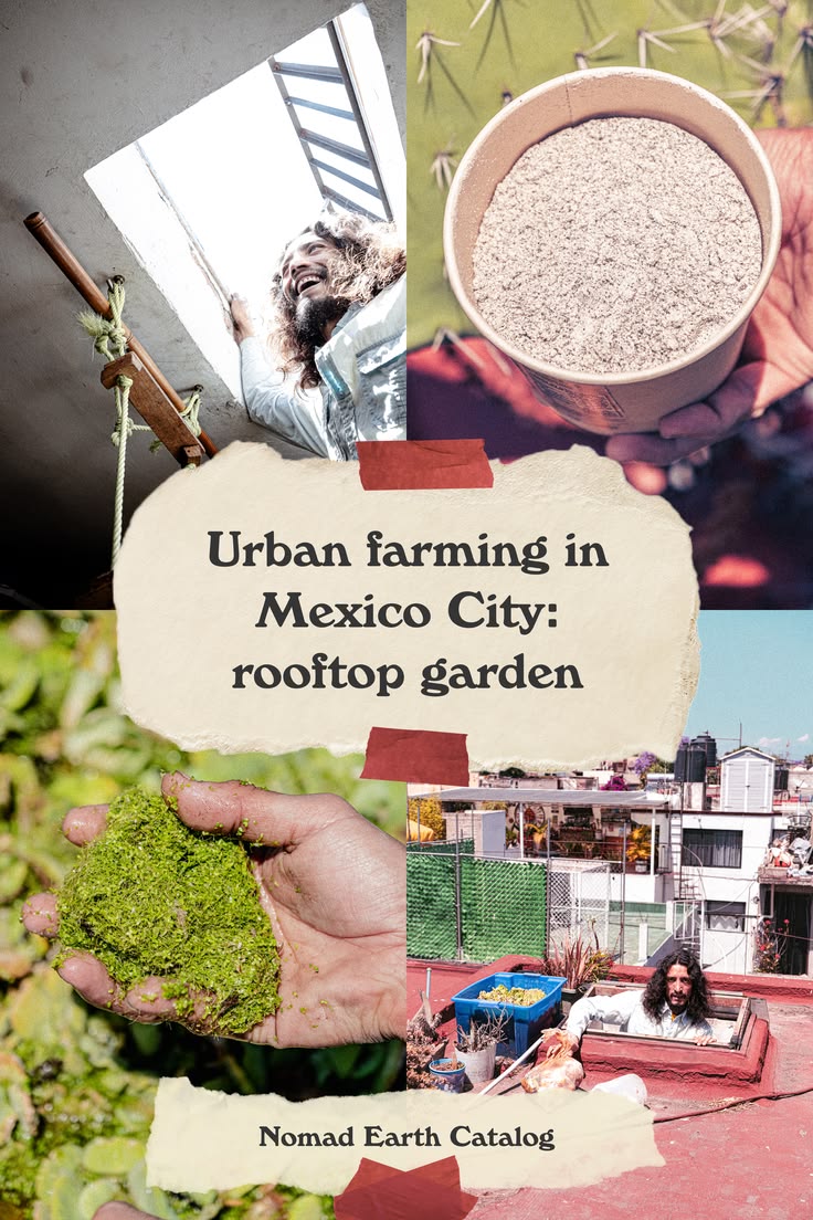 Urban farming in Mexico City: rooftop garden